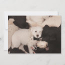 Search for dog napping cards Sleeping