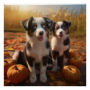 Search for australian shepherd puppy posters Pet