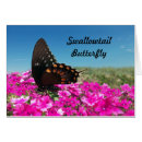 Search for spicebush Black