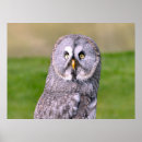 Search for owl portrait posters Beak