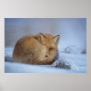 Search for cute fox posters Nature photography