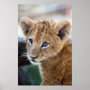 Search for felines art Lion