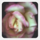 Search for american beauty stickers Affection