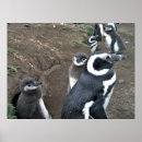 Search for penguin family posters Nature