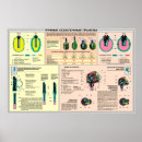 Search for grenades posters Military