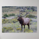 Search for wapiti posters Colorado