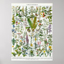 Search for medicinal posters Illustration