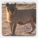 Search for king of the jungle stickers Wild animals