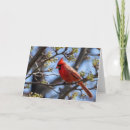 Search for red cardinal bird cards Blank