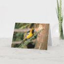 Search for oriole Animals