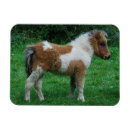 Search for gelding magnets Pony