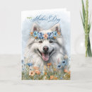 Search for eskimo dog cards Dogs