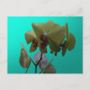 Search for white orchid postcards Orchids