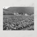 Search for honduras postcards Honduran