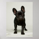 Search for coloured background posters Dog