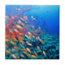 Search for coral reef tiles Tropical