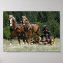 Search for amish posters Belgian