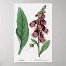 Search for foxglove flowers posters Botanical