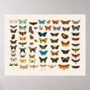 Search for butterfly chart posters Flowers