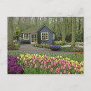 Search for cottage garden postcards Flower