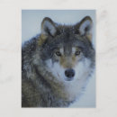 Search for wolf postcards Trees