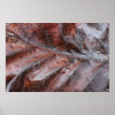 Search for wet leaf posters Leaves