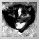 Search for observation Animal