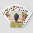 Search for bison photography Animal