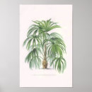 Search for tropical palm trees posters Palms