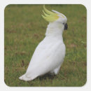 Search for cockatoo stickers Animals
