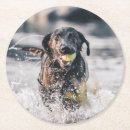 Search for black labrador coasters Cute