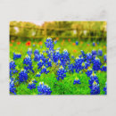 Search for texas bluebonnet postcards Bluebonnets