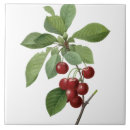 Search for cherries tiles Trivet