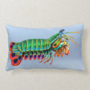 Search for mantis shrimp Aquarium