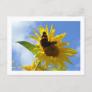 Search for butterflys postcards Summer