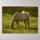Search for palomino posters Photography