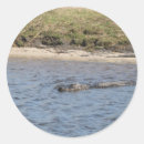 Search for florida gator stickers Alligator