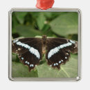 Search for white butterfly christmas tree decorations Wildlife