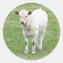 Search for calfs stickers Calves