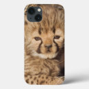 Search for cat pics ipad cases Danita delimont