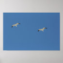 Search for seagull flying posters Sky