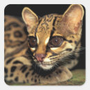 Search for animal jaguar stickers Big cat