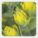 Search for indian paintbrush stickers Usa
