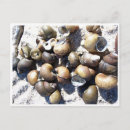 Search for freshness postcards Photography