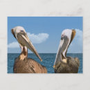 Search for comical birds postcards Animals