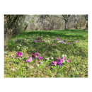Search for primula posters Plant