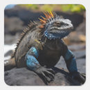 Search for iguanas stickers Wildlife