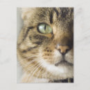 Search for focus postcards Vertical