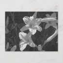 Search for lilly postcards Lillies