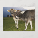 Search for adige postcards Nature